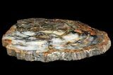 Polished Petrified Wood (Araucarioxylon) Slab - Arizona #141112-1